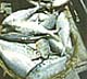 Hilsa (Ilish)&nbsp;